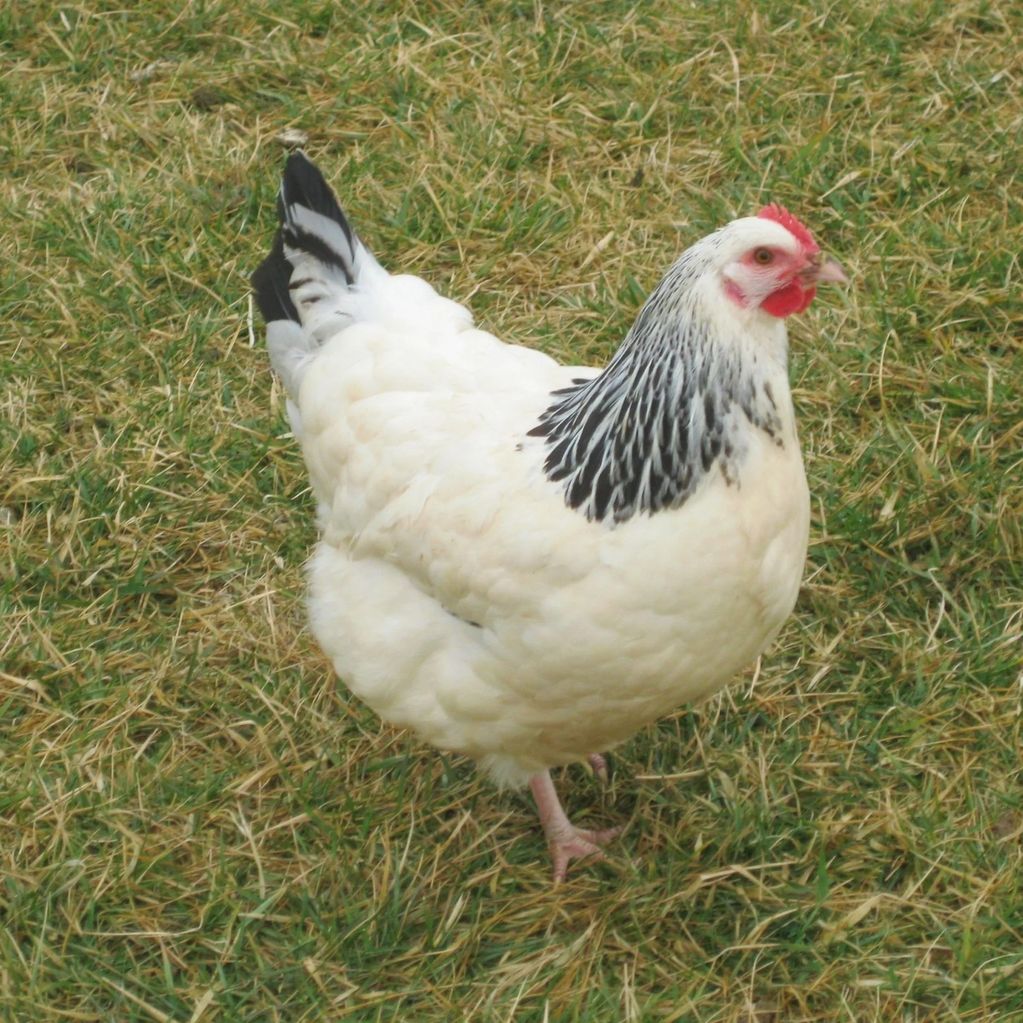 white chicken with black feathered neck