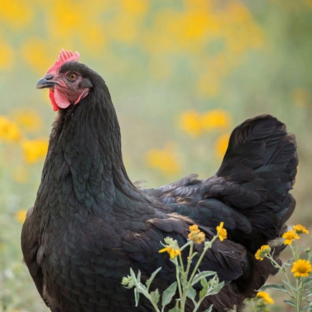 Australorp chicken