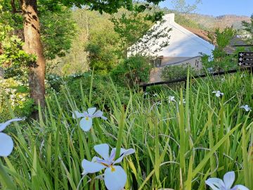 Dietes bloom in a lush green garden at Sabie Star