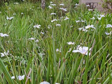 A field of Dietes Grandifloras at Sabie Star