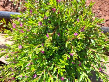Mexican heather.