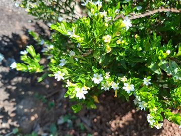 Mexican heather with small white flowers in sunlight.