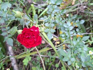 A vibrant red rose blooming amidst green foliage.