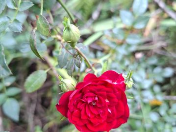 A vibrant red rose blooming on a green leafy plant.