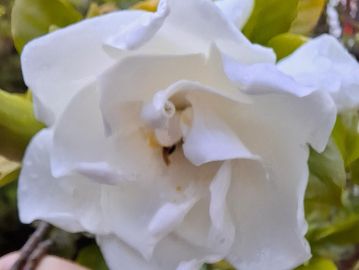 Close-up of a delicate white flower with soft petals.