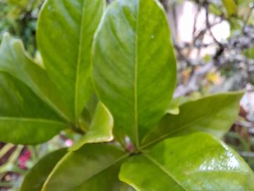 Close-up of vibrant green leaves on a plant outdoors.