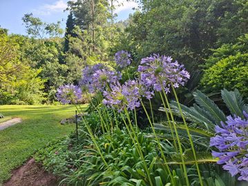 Vibrant agapanthus flowers in a lush green garden under a clear sky at Sabie Star Chalets