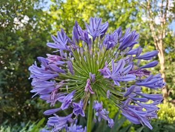 Close-up of purple agapanthus flower cluster.