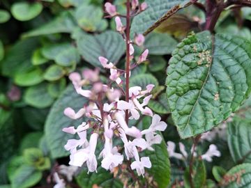 Close-up of light pink flowers and green textured leaves of the Plectranthus at Sabie Star