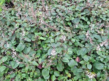 Dense green Plectranthus plants with small pink flowers.
