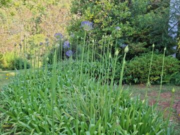 Green garden of budding agapanthus with some blooming.