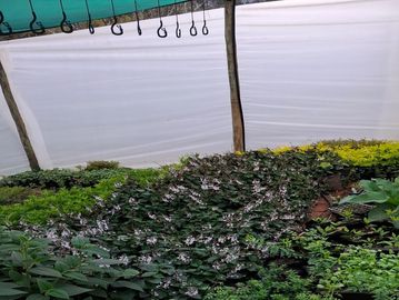 Greenhouse with various plants and white flowers.