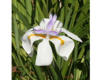 A white dietes flower with purple and yellow markings against green foliage.