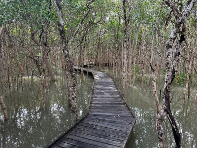 Wooden pathway winding through a dense mangrove forest with water below.