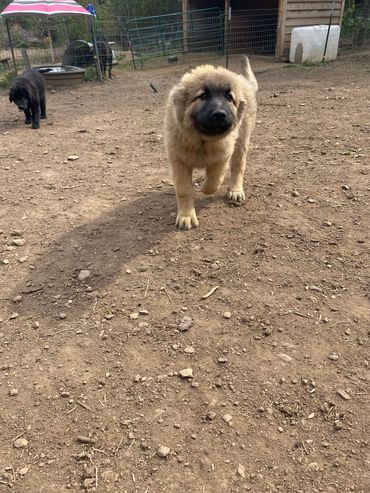 Rogh coat tan female