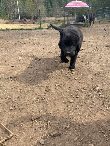 black rough coat male