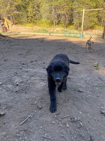 rough coat black male