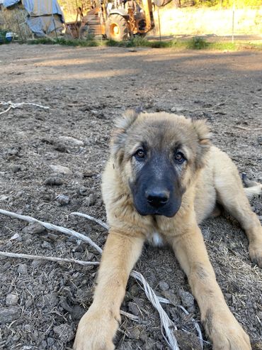 rough coat tan female 2