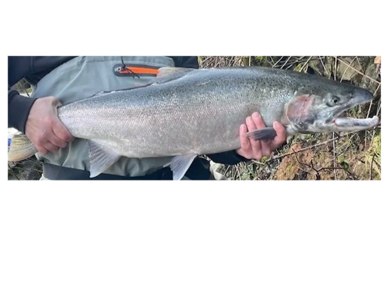 Person holding a large silver fish outdoors near a rocky area.