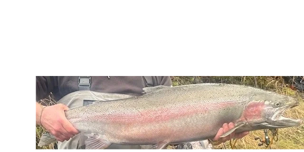 A person holding a large rainbow trout horizontally outdoors.