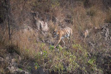 F2 leading the Gothangaon Express and now that these 5 cubs have got separated and are now charting
