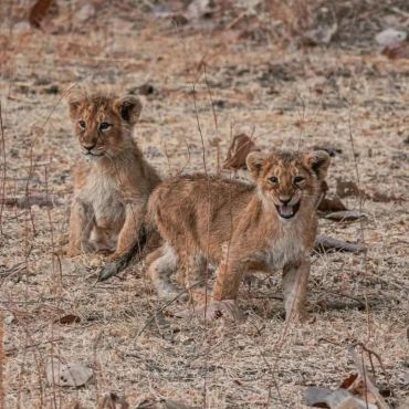 Cubs of the Queen of Gir NP and by now they will be charting their own territories.