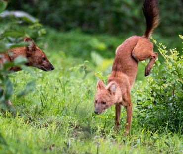 Courting pair of Dholes also known as the whistling hunters of forests. Here the male is displaying
