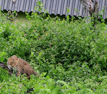 Meese female leopard from Bandipur NP