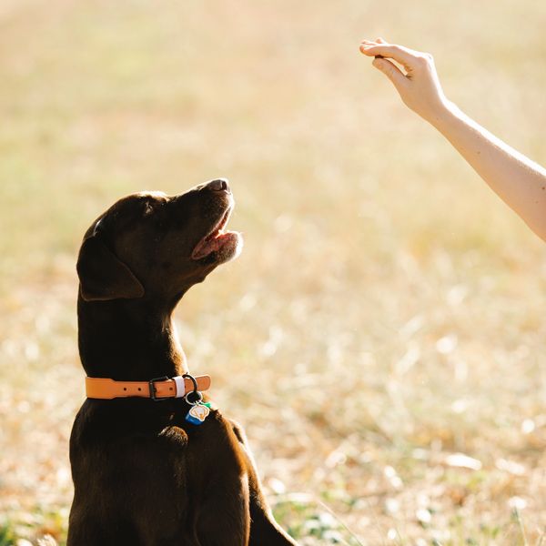 Masterful Dog Training INC.