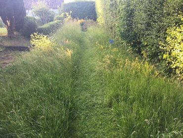 A rewilded garden, with a path cut through the long grass