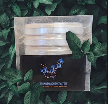 Nutritional Agar Plates – the standard choice for cultivating thriving mushroom cultures. These plates feature a precisely formulated nutritional agar medium, designed to provide the essential nutrients necessary for robust mycelial growth.
