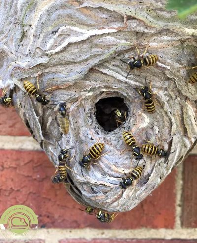 Wasp nest removal