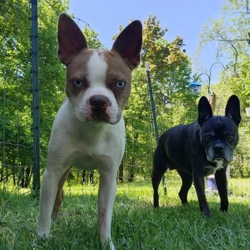 Two alert dogs standing on green grass with a blue sky background.