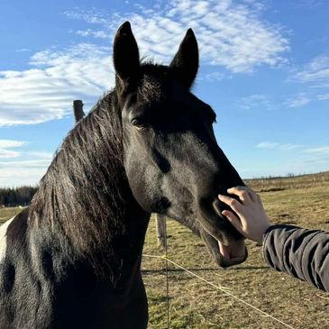 A person gently touching the nose of a black horse in a sunny field.