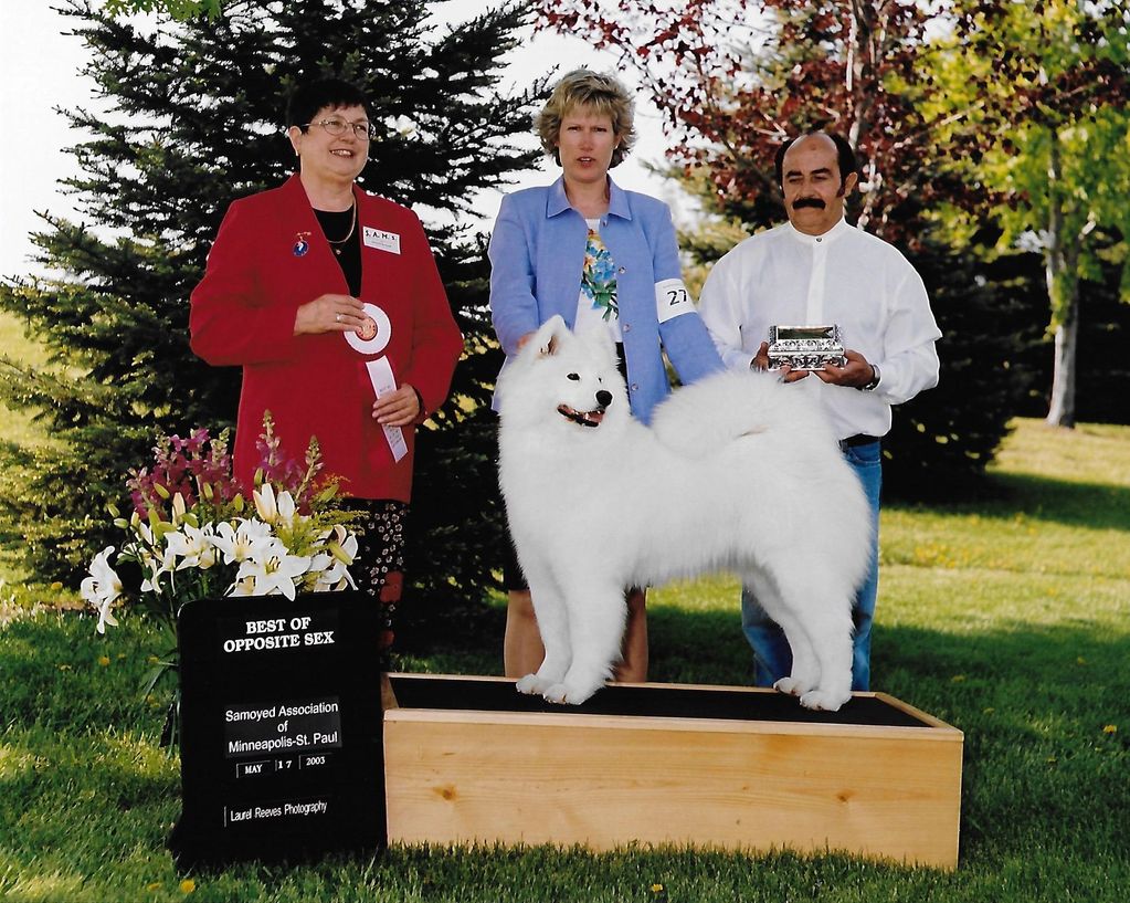 Lexxon winning BOSS at Samoyed Association of Minneapolis St,Paul under breeder  judge Jeanne Nonhof