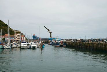 Seagull flying over a harbor filled with boats and buildings under a cloudy sky.