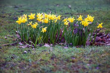 A cluster of bright yellow daffodils blooming in a grassy field.