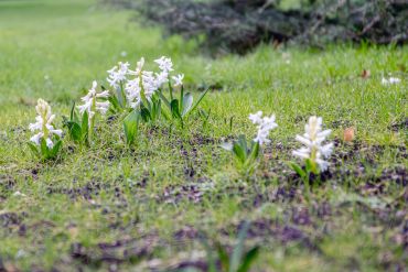 White hyacinth flowers blooming in a green grassy field.