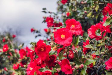 Bright red camellia flowers blooming against a cloudy sky.