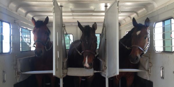 horses in a horse trailer