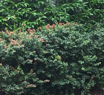 Evergreen Huckleberry Hedge-Vaccinium ovatum