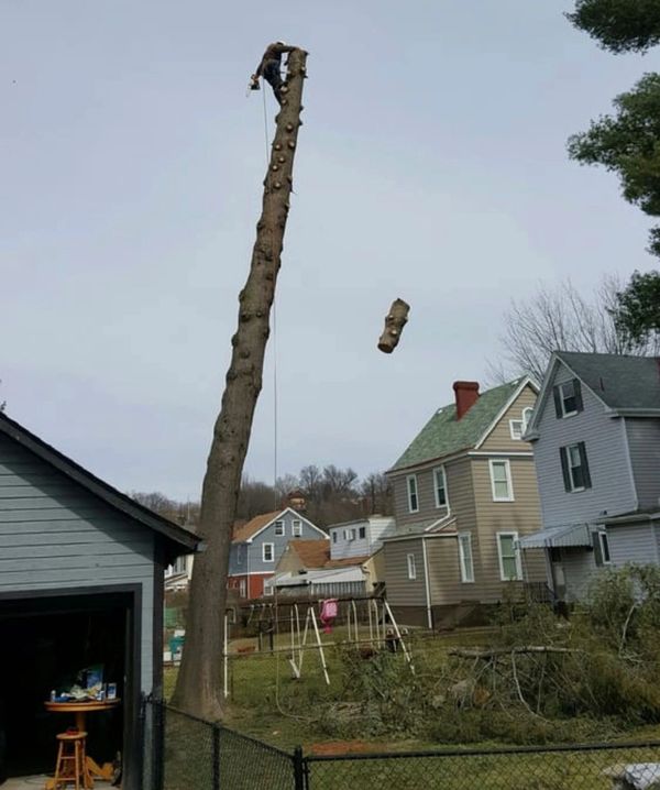 Tree cutting professional at the top of a large tree with a cut piece falling to the ground
