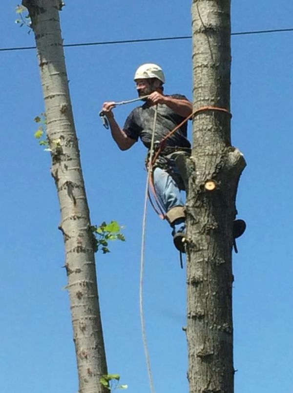 Tree cutting professional with a rope on a large tree