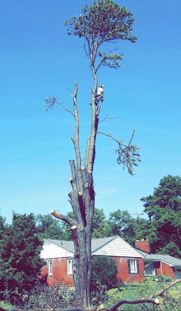 Tree cutting professional climbing a very large tree