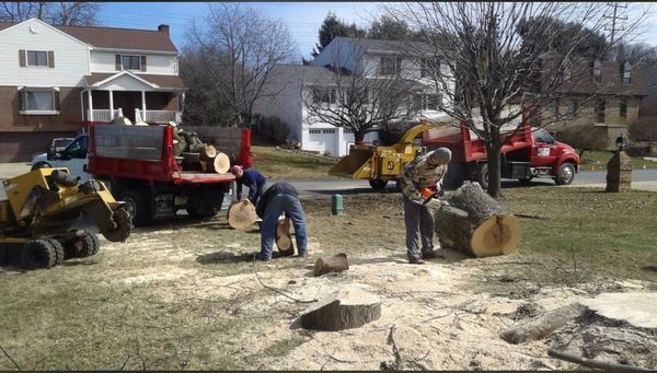 Tree cutting crew using chainsaws to cut a large tree trunk