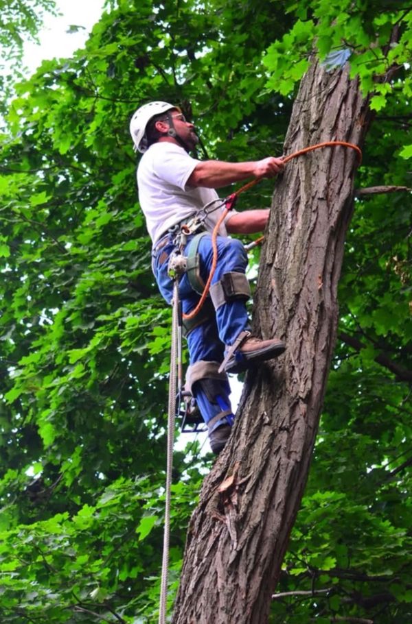 Tree cutting professional climbing a tall tree