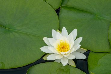 water lily