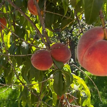 COLORADO PEACHES!!!