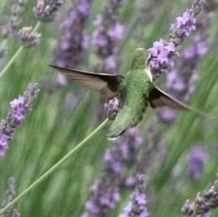 Hummingbird  on the lavender 