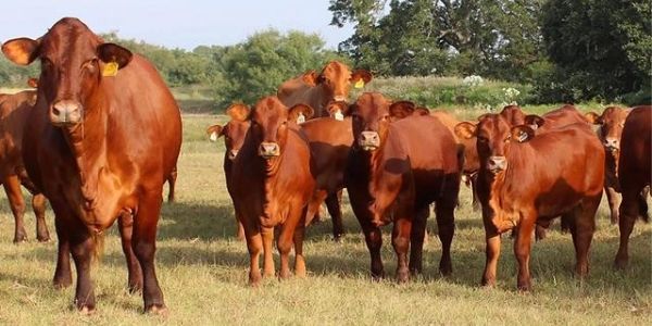 Group of brown cows standing in a grassy field.